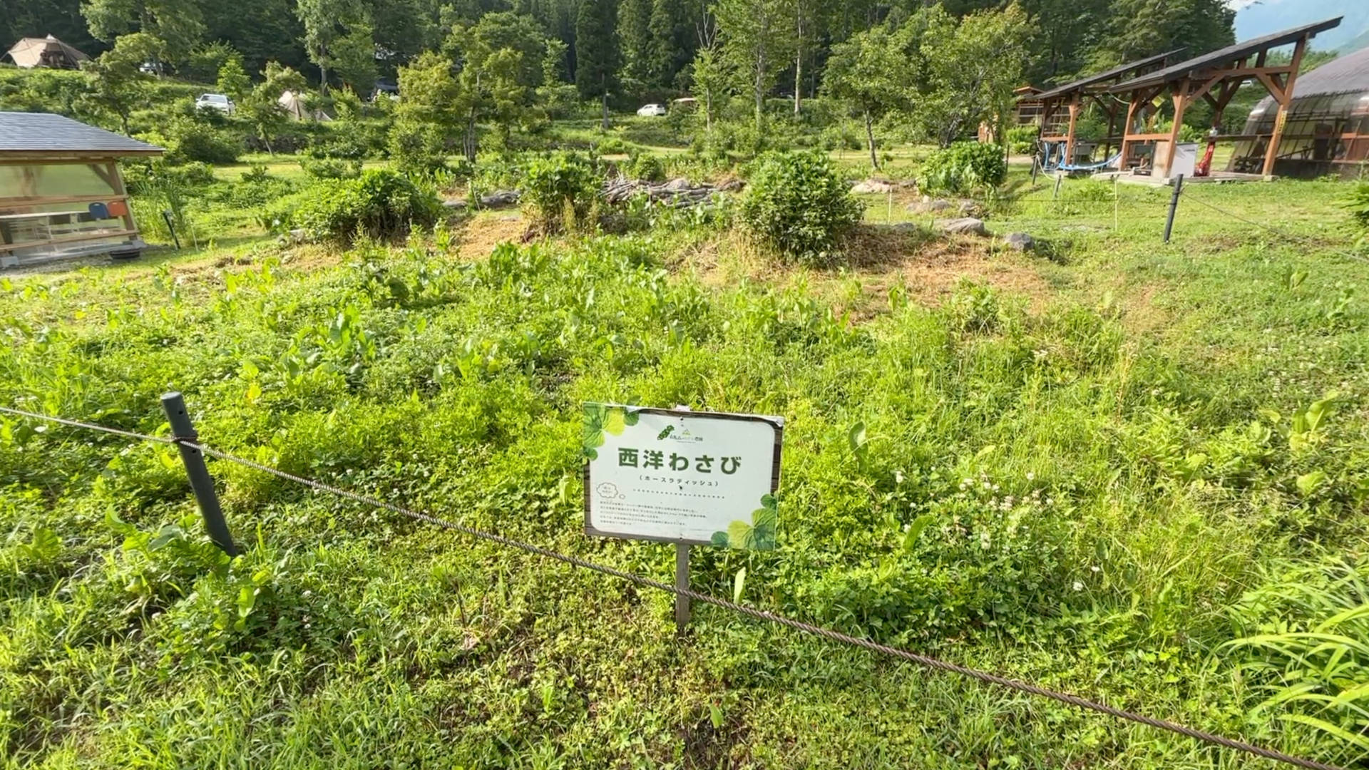 【軽バンキャンプ31】白馬森のわさび農園オートキャンプ場